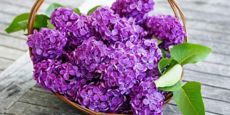2163 Чоловіче ім'я: Устин