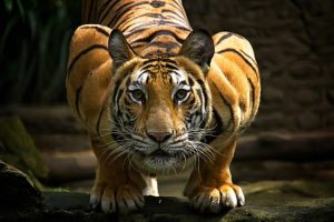 3152 Тигр