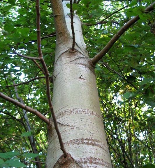 3586 Талісман дерево Осика