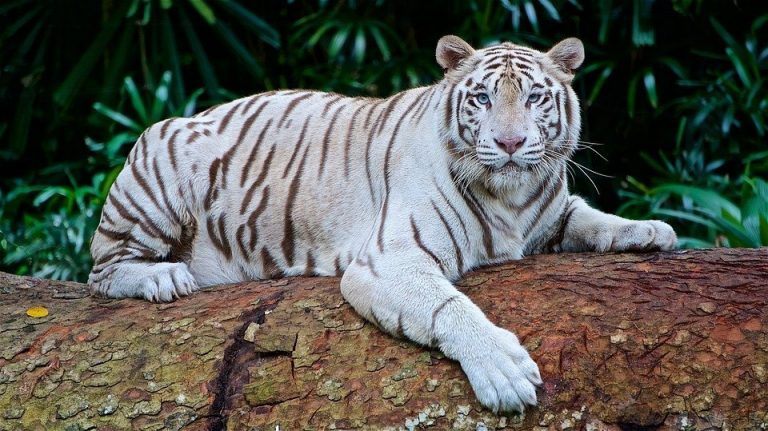 3608 Талісман тварина Білий тигр