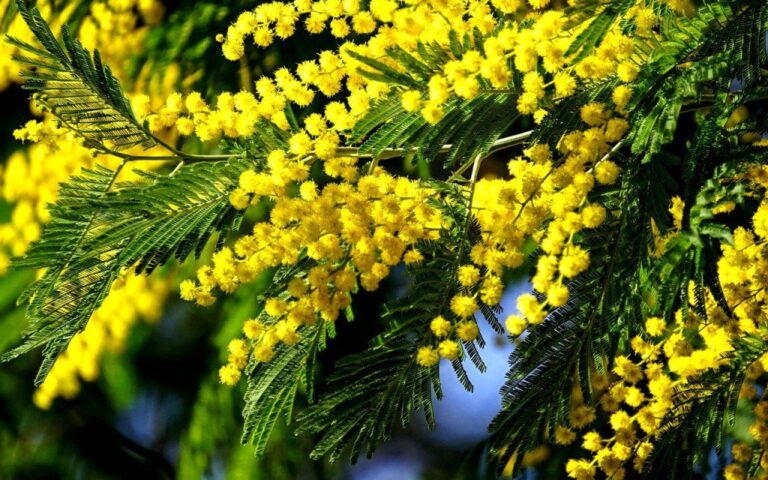 5278 Квітковий гороскоп. Мімоза